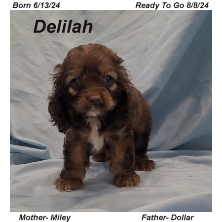 puppy, for, sale, Cocker Spaniel, Joe & Cherri  Overlease, dog, breeder, Miller, MO, dog-breeder, puppy-for-sale, forsale, nearby, find, puppyfind, locator, puppylocator, aca